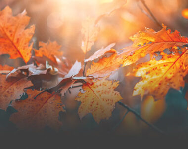 Autumn leaves