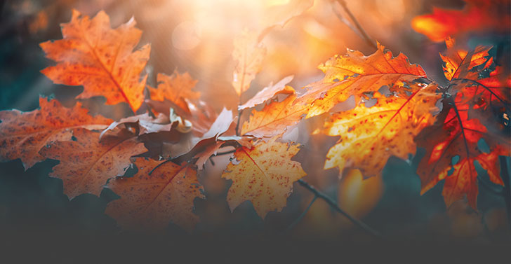 Autumn leaves
